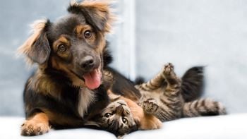 Pet friendly -- dogs & cats welcome